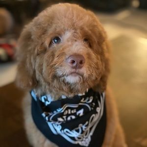 Meet your Posher, Britt